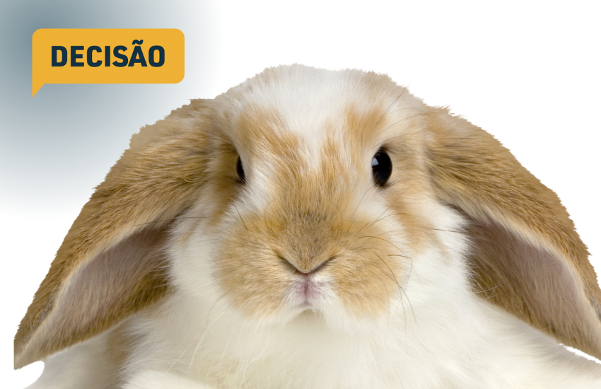 TJPR autoriza viagem de coelho na cabine de avião